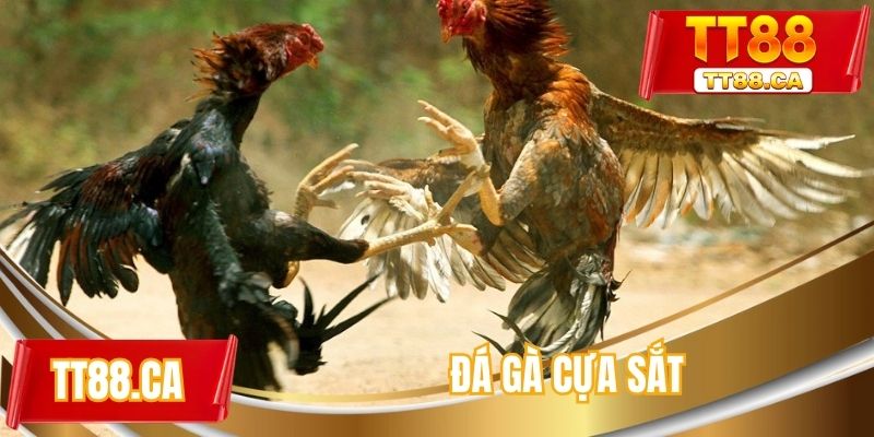 Đá gà cựa sắt