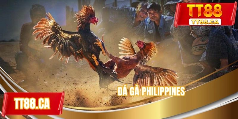 Đá gà Philippines