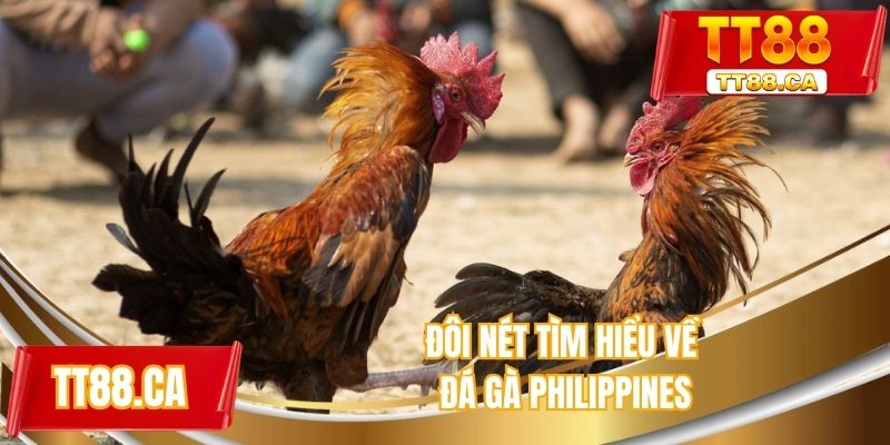 Đôi nét tìm hiểu về bộ môn đá gà Philippines